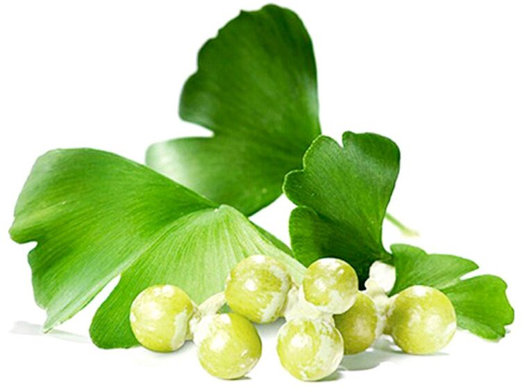 Las hojas de Ginkgo biloba mejoran la circulación sanguínea en los tejidos del pene.